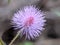 Close up view Mimosa pudicaÂ /shameplant flower.